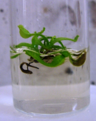 Tropical pitcher plant in tissue culture